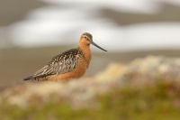 Brehous rudy - Limosa lapponica - Bar-tailed Godwit 7812